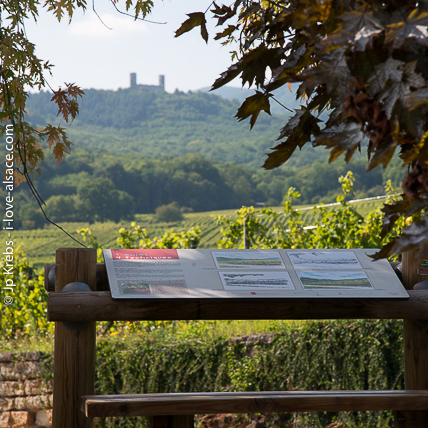 Wine learning path in Mittelbergheim on the Alsace wine route. Castle of Andlau in the background.