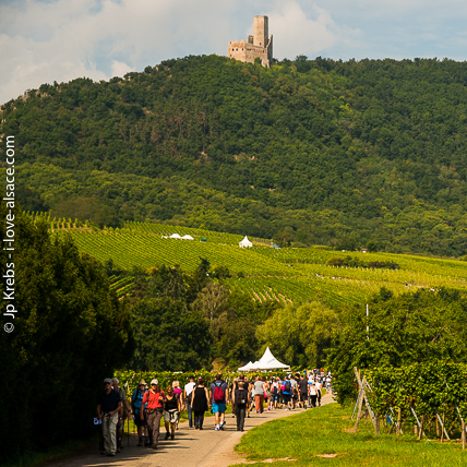 Hiking and picnicking in the vineyards of Scherwiller, a neighbour village to La Vancelle